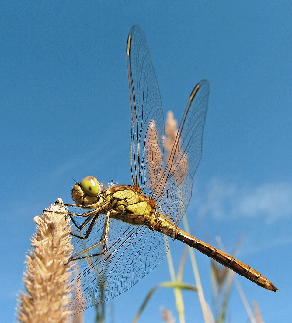 Anisoptera